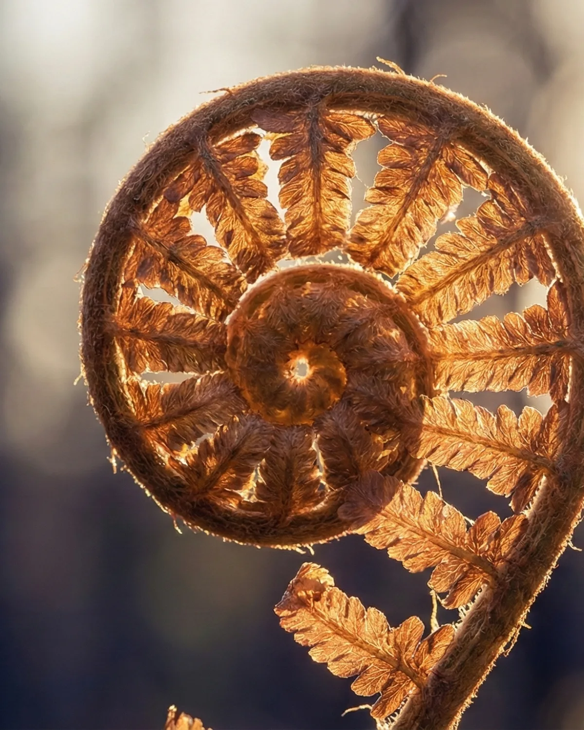 A backlit fern frond unfurling